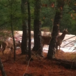 deer